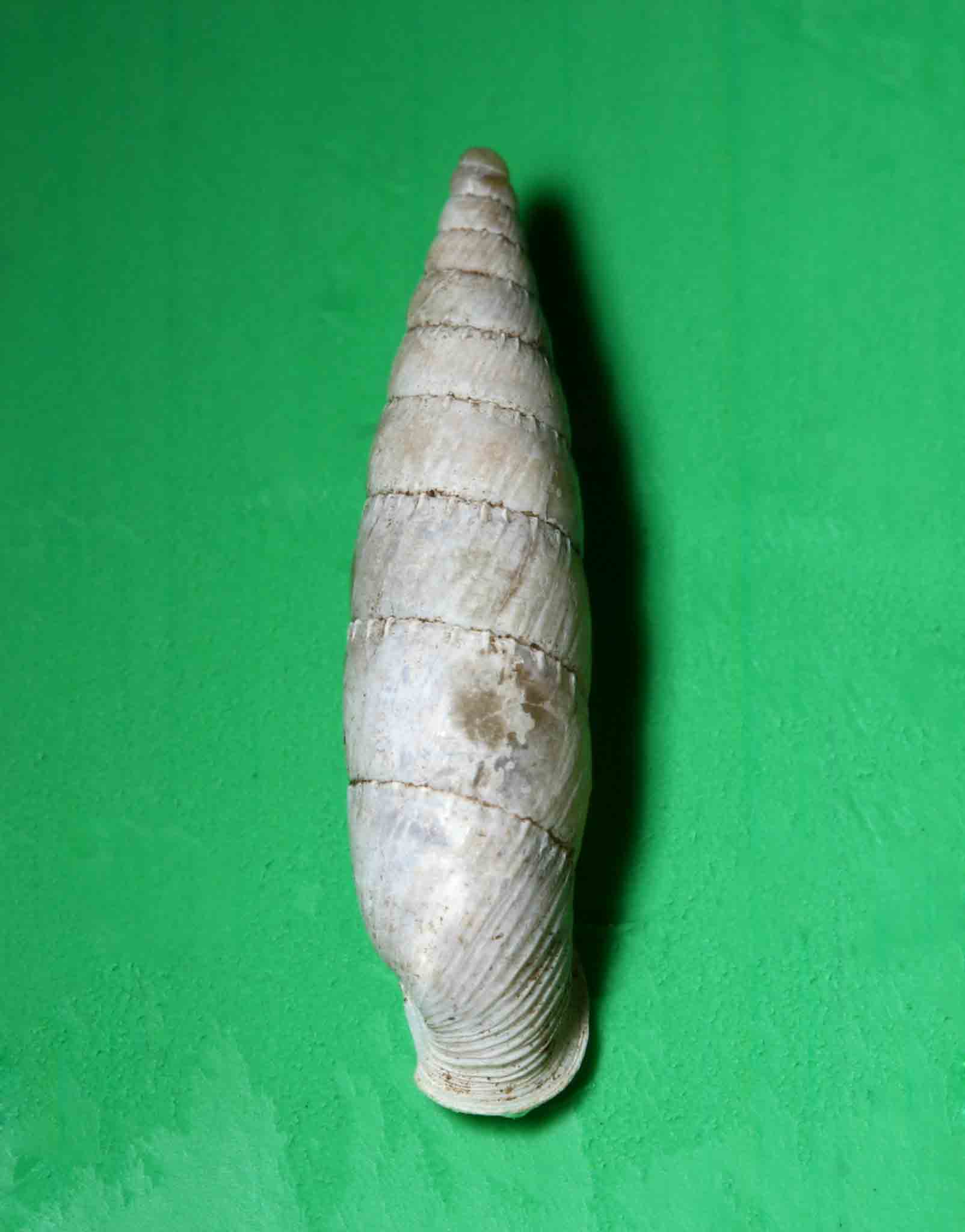 Leucostigma candidescens (Rossmssler, 1835) Monte Soratte